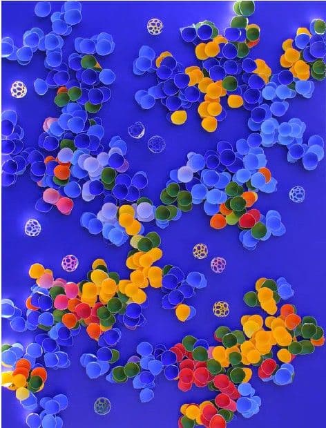 BLOOM OF BLISS III - LARISA SAFARYAN