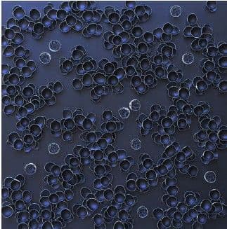 PEACE IN THE CHAOS - LARISA SAFARYAN